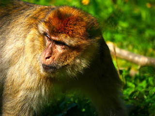 Fototapeta premium Macaque de Barbarie