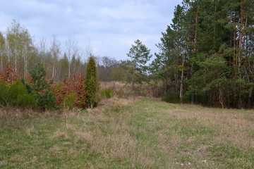 las wczesną wiosną © robert6666