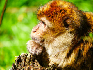 Macaque de Barbarie