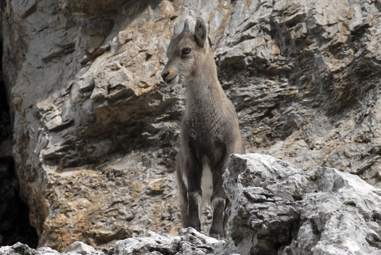 Dolomites, Veneto, Italy. A young  Alpine ibex (Capra ibex)