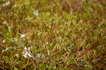 Лесная поросль весной