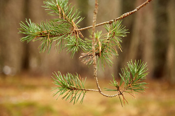 Сосновая лапа