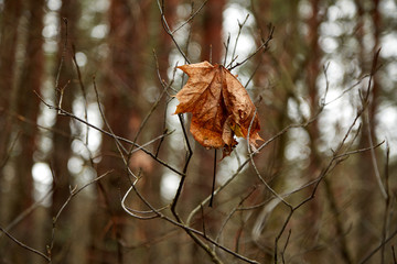 Одинокий сухой лист