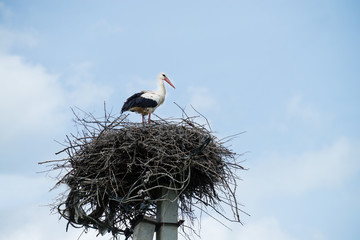 Stork in the nest