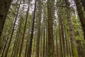 Naklejka premium Густой сосновый лес