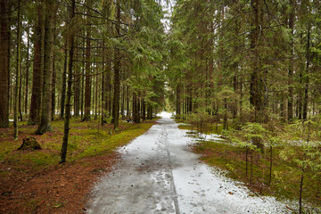 Заснеженная тропа в лесу