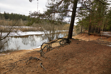 Сосна у реки   © vasilaleksandrov