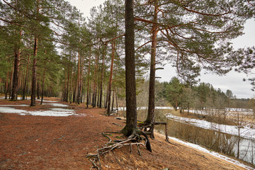 Сосны на берегу реки © vasilaleksandrov