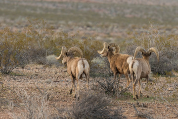 Naklejka na ściany i meble Desert Bighorn Sheep Rams