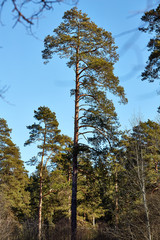 Сосны весной © vasilaleksandrov