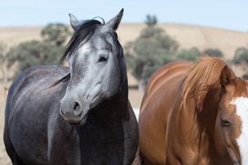 Beautiful Black and Grey Horse