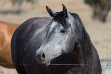 Beautiful Black and Grey Horse
