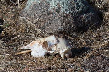Sheep Skull