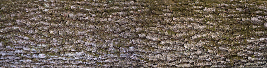 Texture of the bark of oak. Tree bark texture with green moss.