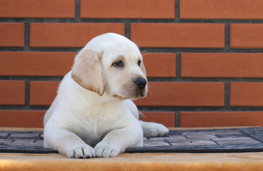 little labrador puppy on a brown background