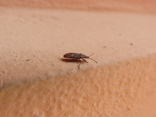 Pyrrhocoris
