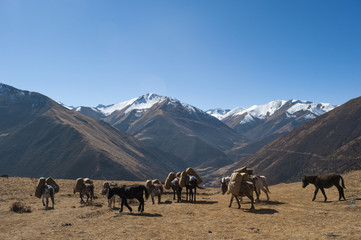 Pack horses cross a small pass near Goyul along the Lasa to Gasa trekking route, Bhutan, Himalayas