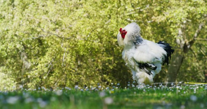 On the farm, a huge white-black rooster, cock with an expressive look is cuckooing, on a beautiful green natural background, the concept: ecology, livestock, farming, bio, nutrition.