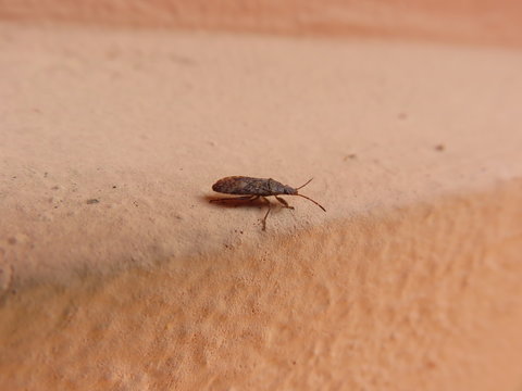 Pyrrhocoris