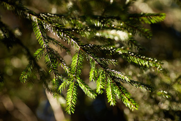 Еловая лапа в лучах весеннего солнца © vasilaleksandrov