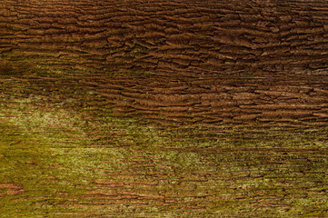 Texture of the bark of oak. Tree bark texture with green moss.