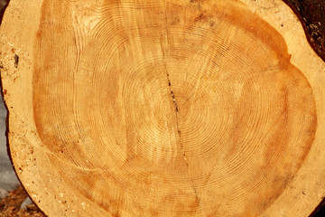 Рисунок на срезе дерева