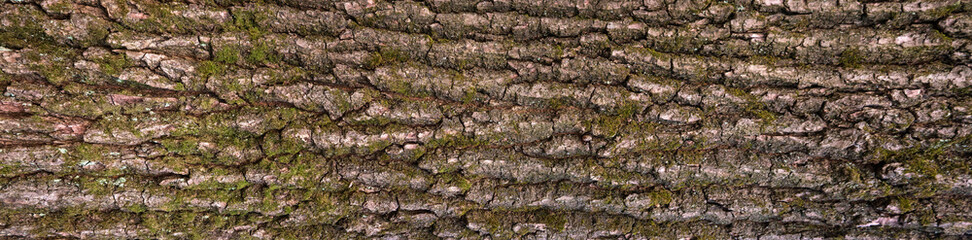 Texture of the bark of oak. Tree bark texture with green moss.