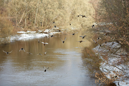 Дикие утки на реке