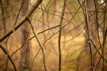 Голые ветки дерева весной