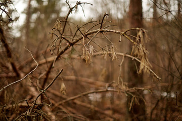 Поваленное дерево
