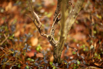 Сухая коряга в брусничнике