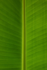 close up banana leaf 