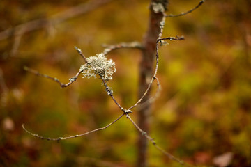 Мох лишайник на ветке дерева © vasilaleksandrov