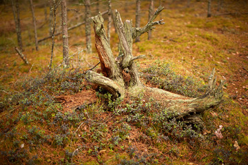 Сухая коряга в лесу