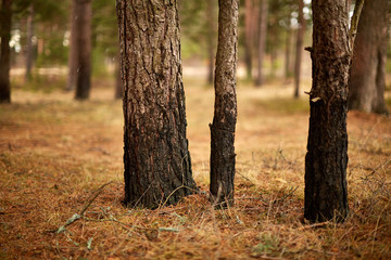 Стволы сосновых деревьев © vasilaleksandrov