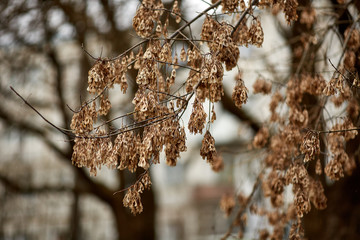 Ветка дерева с семенами © vasilaleksandrov