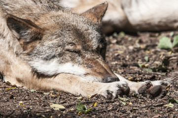 Wolf nach dem fressen