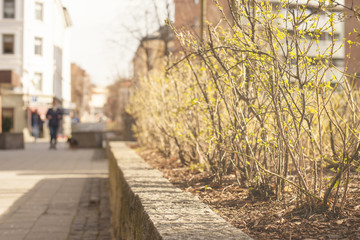 Spring in the city, young leaves on bushes with sunlight on