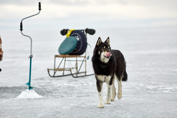 Чёрный пёс на льду озера