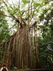 Arbol gigante australia