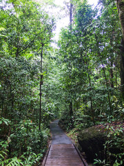 Camino por el bosque