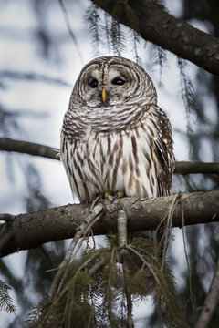 Barred owl on perch