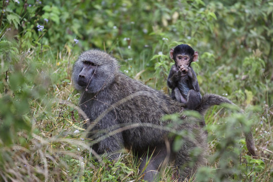 Olive baboon with baby on back (Papio anubis), Arusha National Park, Tanzania