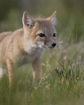 Swift fox (Vulpes velox) kit, Pawnee National Grassland, Colorado