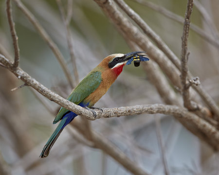 White-fronted bee-eater (Merops bullockoides) with a bee, Selous Game Reserve, Tanzania