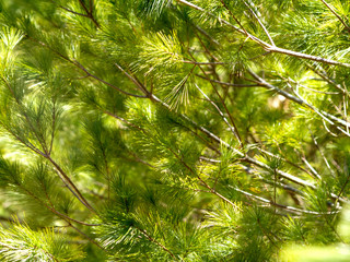 Detail of Pine Tree Branches