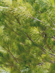 Detail of Pine Tree Branches