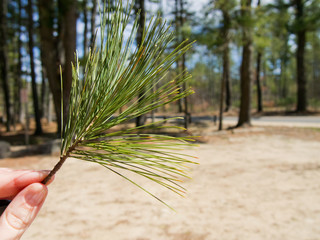 Hand Holding Pine Needle