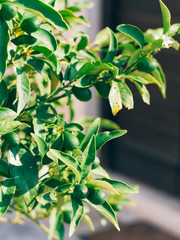 Green kumquat Fortunella, Kinkan on the tree. Fruit citrus trees in Montenegro.