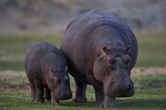 Hippopotamus (Hippopotamus amphibius) mother and baby, Ruaha National Park, Tanzania
